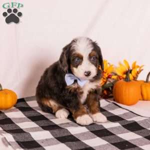 Gary, Mini Bernedoodle Puppy